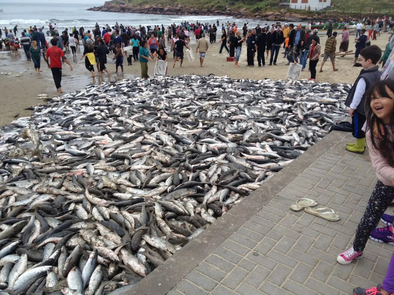 Pesca da Tainha na Prainha